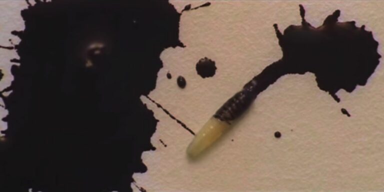 Maggot Inkblot