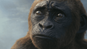 O Novo Império apresenta o Filho de Kong?